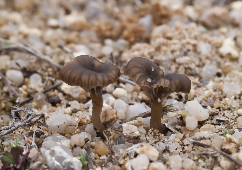 Omphalina griseopallida